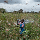 A girl tries to chase swarms of desert locusts away from her crops in Kitui county, Kenya on Friday, Jan. 24, 2020.